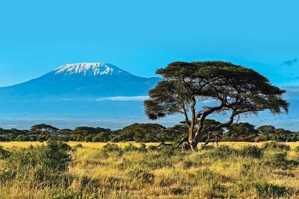 Endangered Species: Northern White Rhino Endangered Species: Northern White Rhino