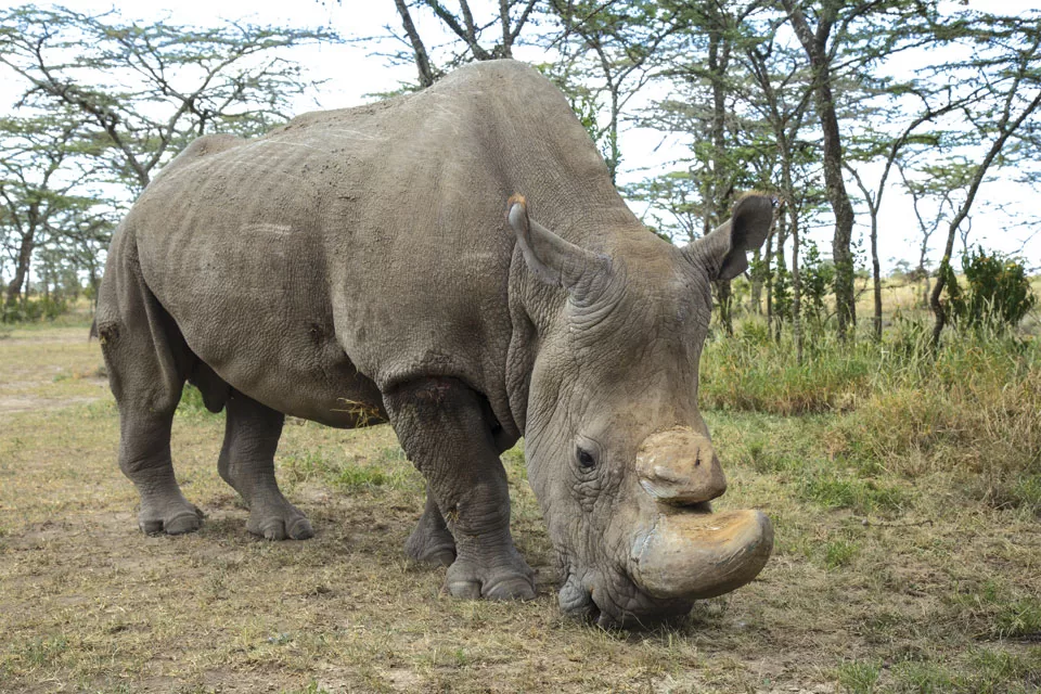 Sudan, The Last Male Northern White Rhino, Died In 2018 Sudan, The Last Male Northern White Rhino, Died In 2018