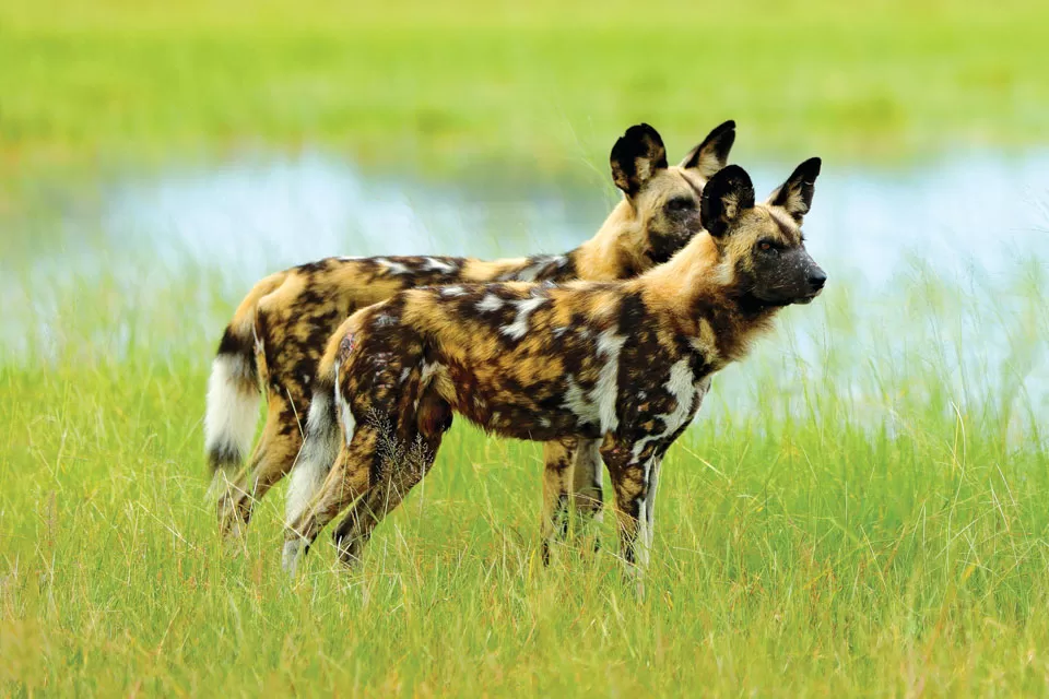 African Wild Dogs African Wild Dogs