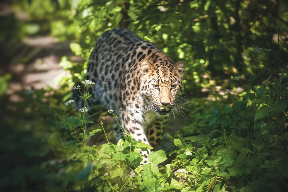 Amur Leopard Amur Leopard
