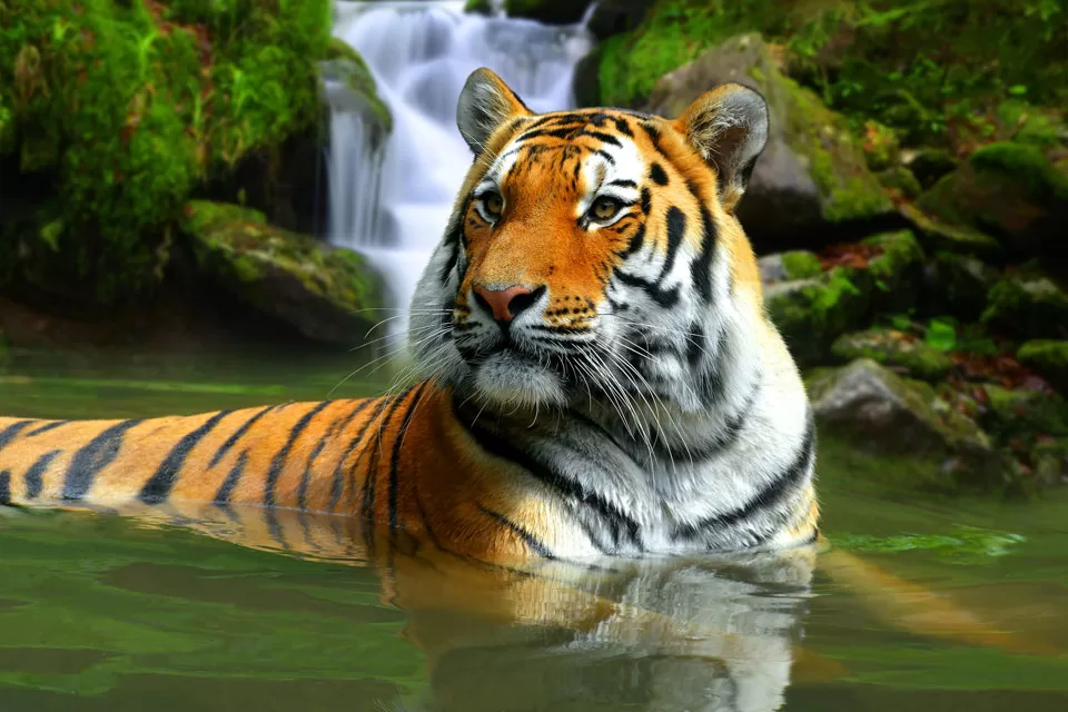 Amur Tiger Amur Tiger