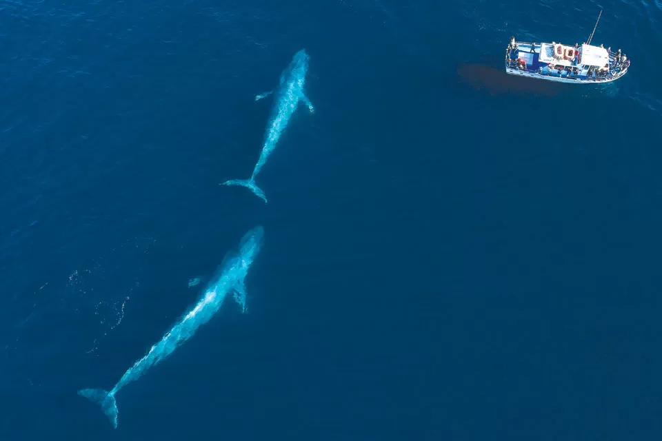 Blue Whales Blue Whales