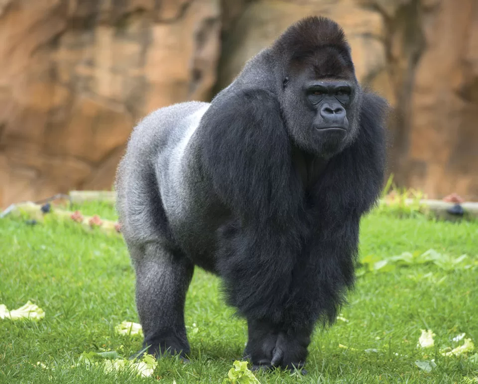 Eastern Lowland Gorilla Eastern Lowland Gorilla