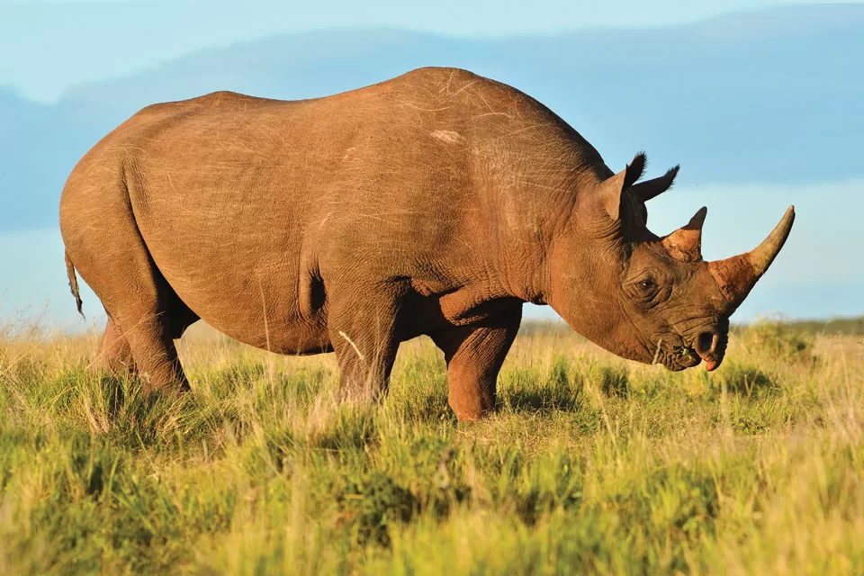 Javan Rhino Javan Rhino