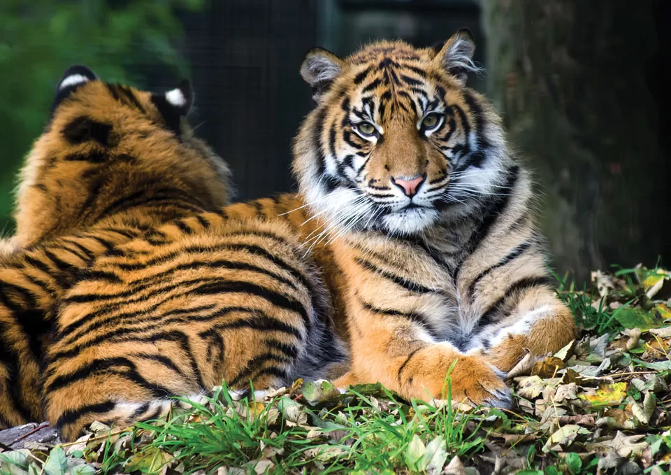 Sumatran Tiger Sumatran Tiger