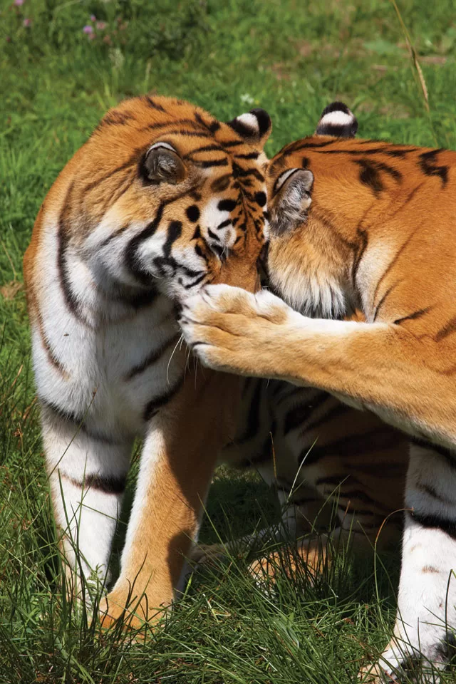 Pure Love by Roberta B. Turner - The Light Magazine