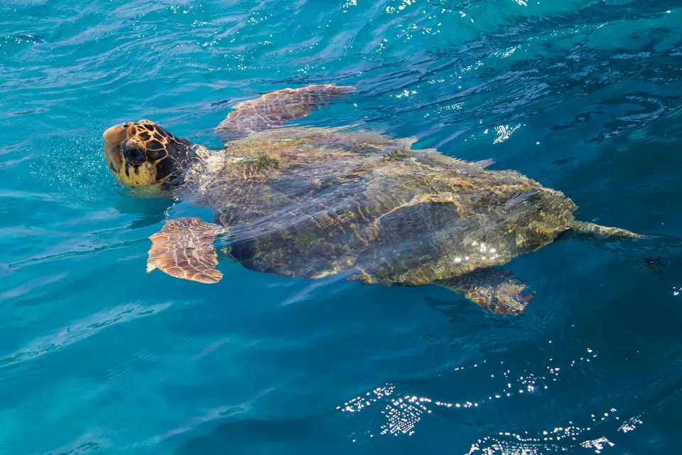 Florida's Role In Saving Sea Turtles