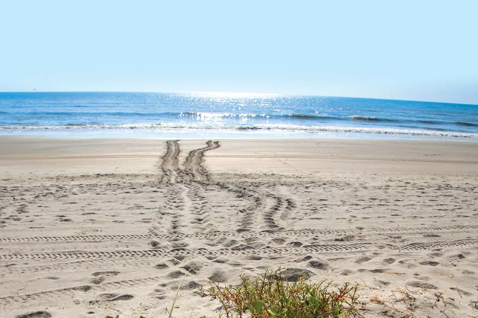 Florida's Role In Saving Sea Turtles