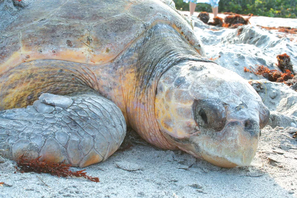 Florida's Role In Saving Sea Turtles