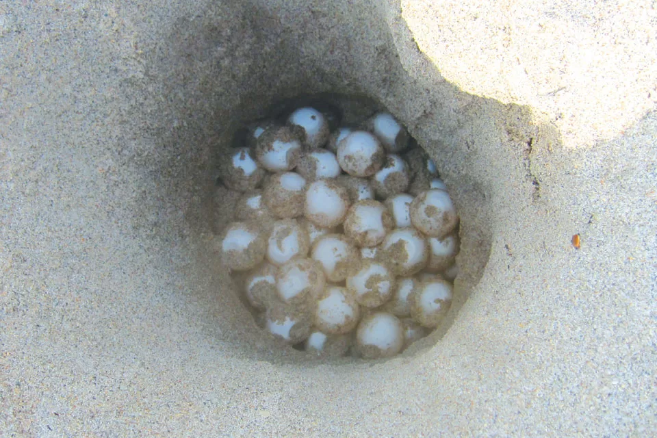 Florida's Role In Saving Sea Turtles