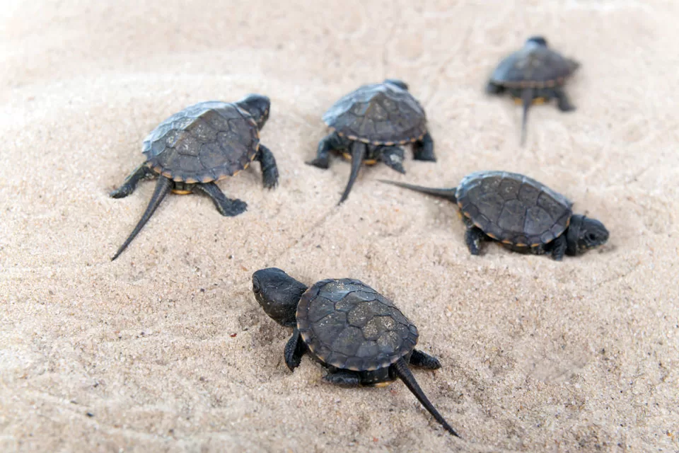 Florida's Role In Saving Sea Turtles