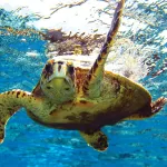 Florida's Role In Saving Sea Turtles