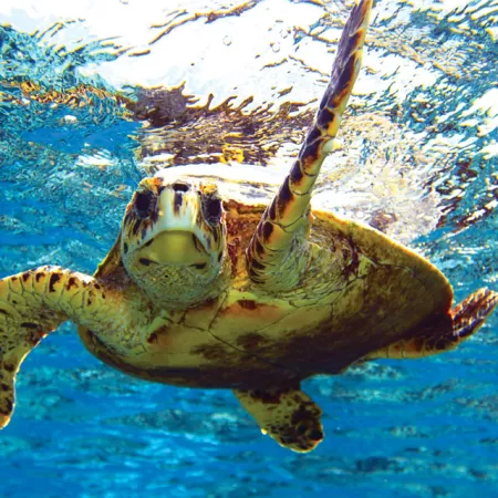 Florida's Role In Saving Sea Turtles