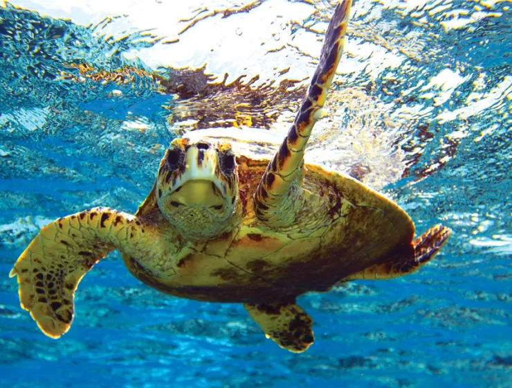 Florida's Role In Saving Sea Turtles