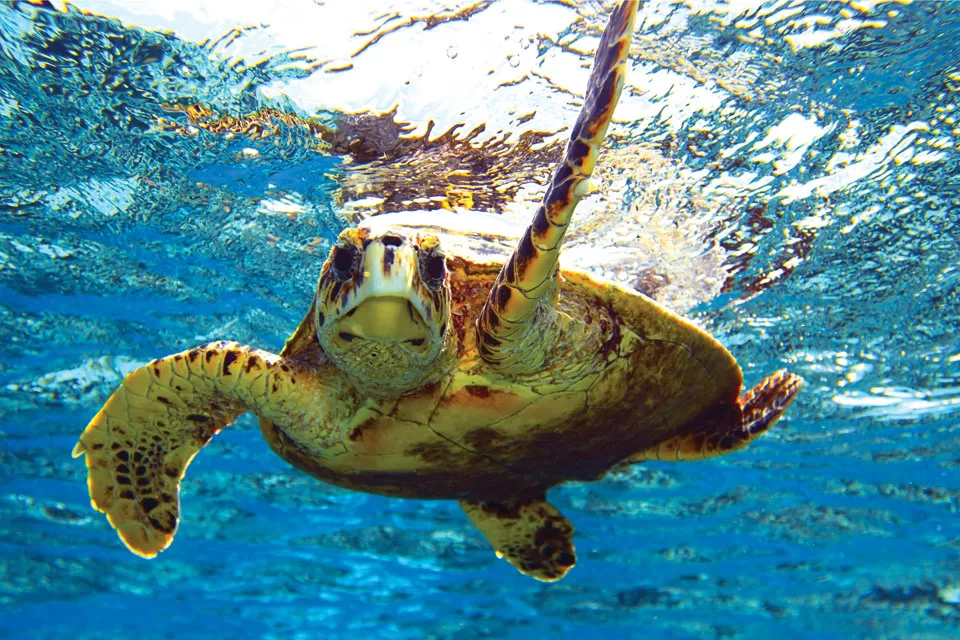 Florida's Role In Saving Sea Turtles