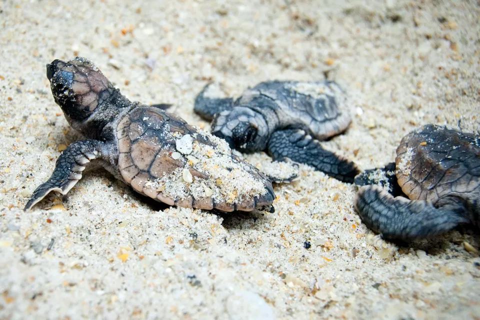 Florida's Role In Saving Sea Turtles