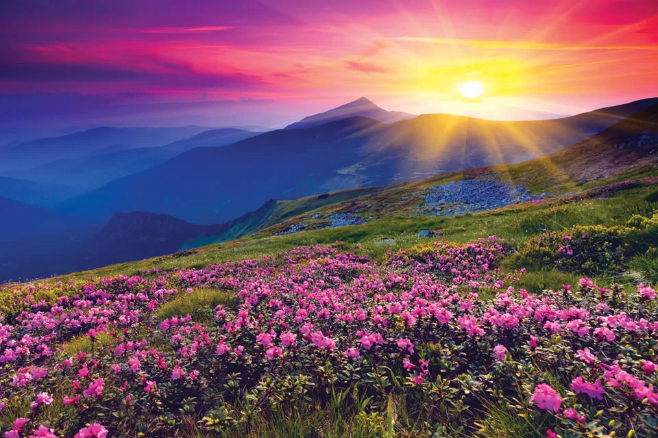 The Beauty Of Spring