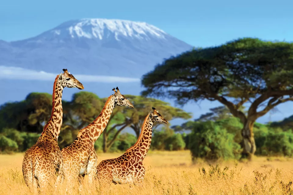 Endangered Species: Giraffes Endangered Species: Giraffes