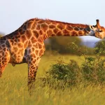 Endangered Species: Giraffes