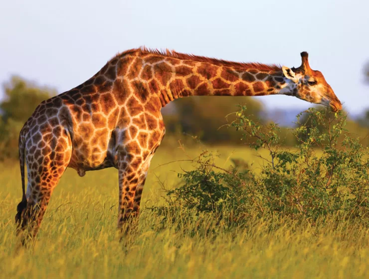 Endangered Species: Giraffes