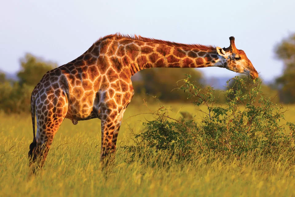 Endangered Species: Giraffes Endangered Species: Giraffes