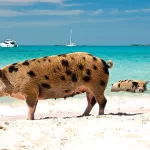 Exuma Cay, Beach