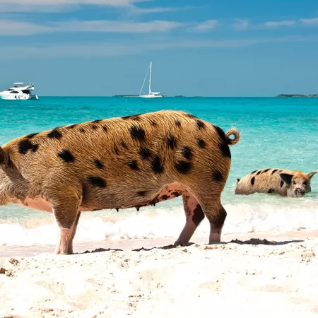 Exuma Cay, Beach