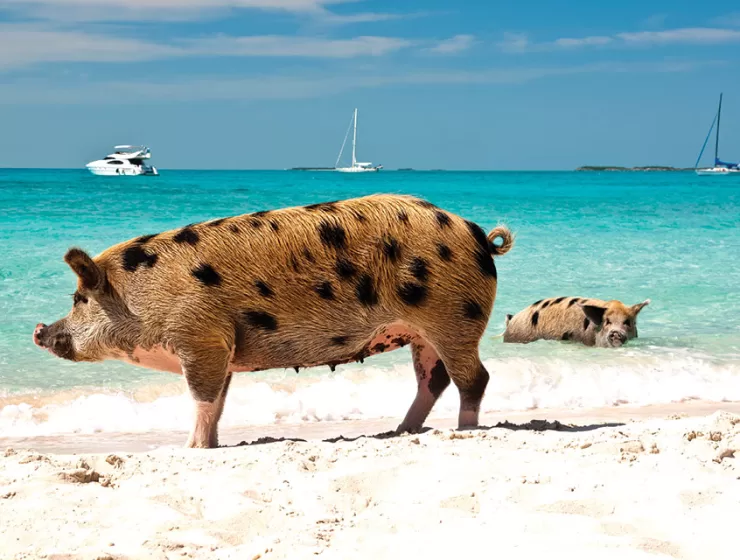 Exuma Cay, Beach