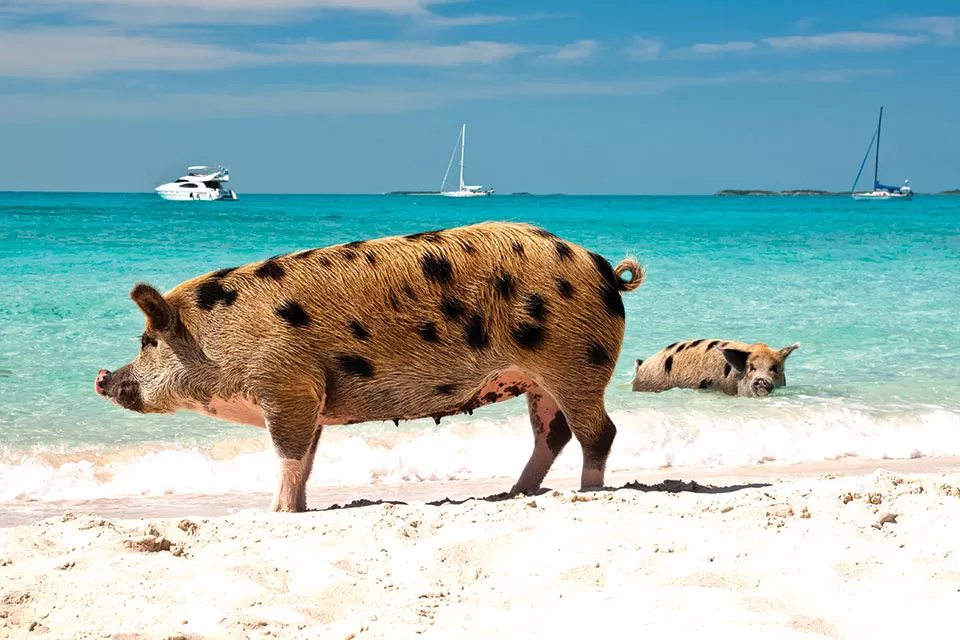 Exuma Cay, Beach