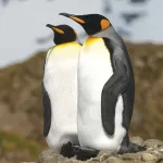 Endangered Speciesl: Penguins