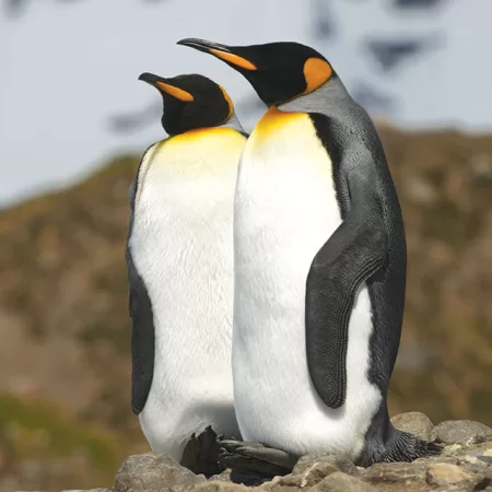 Endangered Speciesl: Penguins