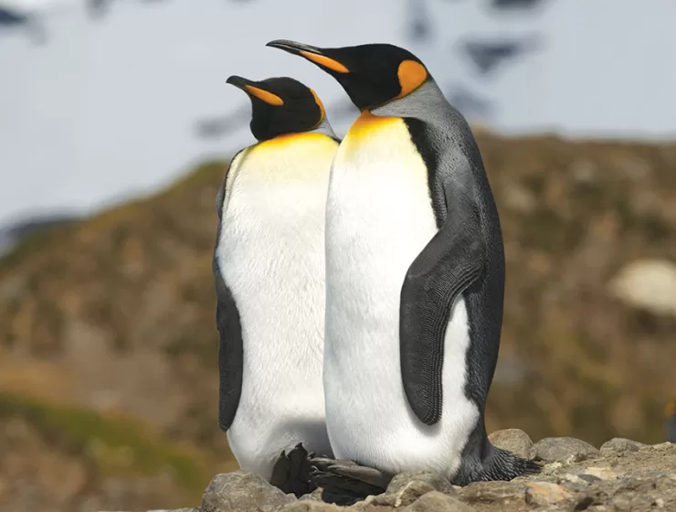 Endangered Speciesl: Penguins