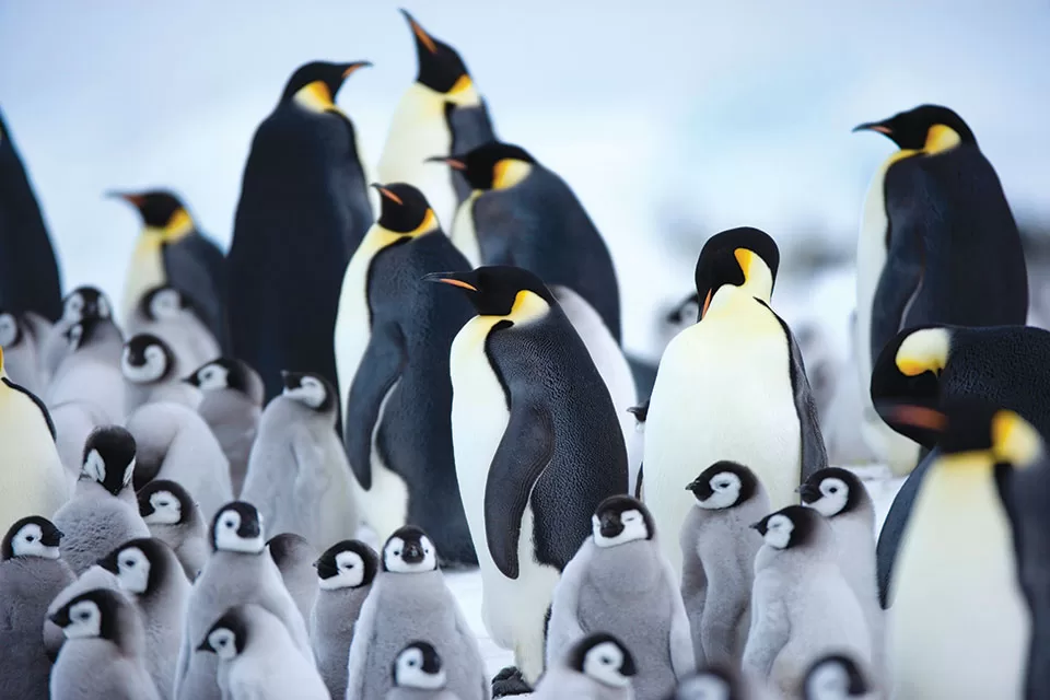 Emperor Penguins With Their Chicks