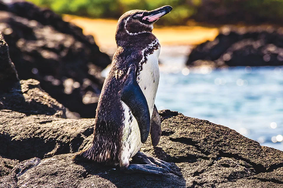 Galapagos Penguin