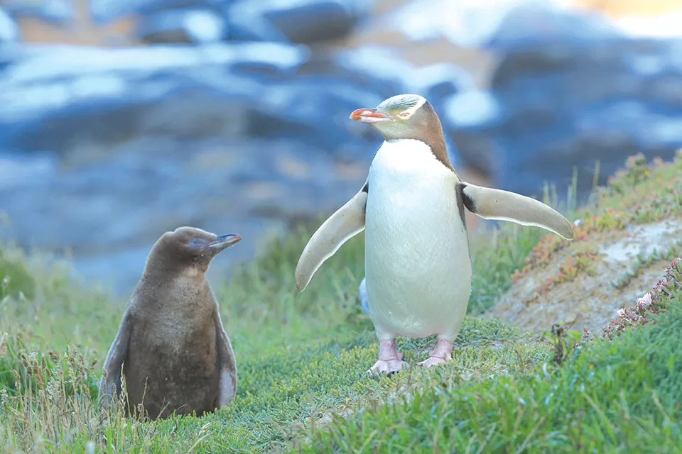 Yellow-Eyed Penguins