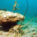 2026 Lobster Season & Mini Season Dates