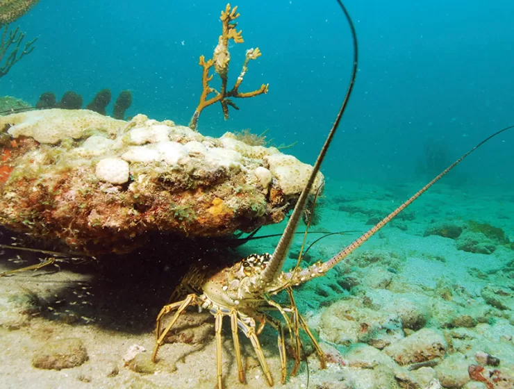 2026 Lobster Season & Mini Season Dates