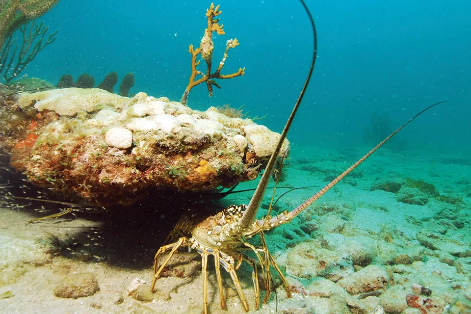 2026 Lobster Season & Mini Season Dates