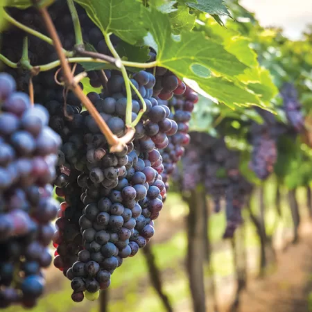 Florida Wineries