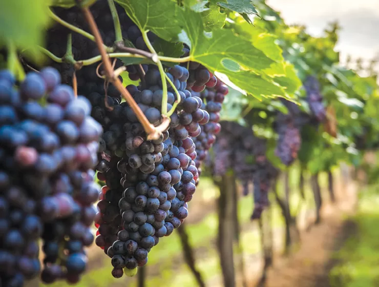 Florida Wineries