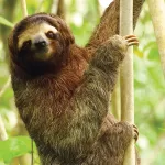 Critically endangered Pygmy Three-toed Sloth