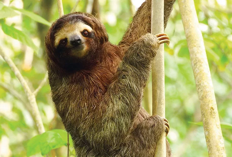 Critically endangered Pygmy Three-toed Sloth