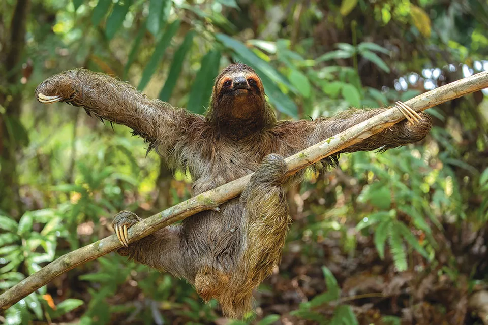Critically endangered Pygmy Three-toed Sloth